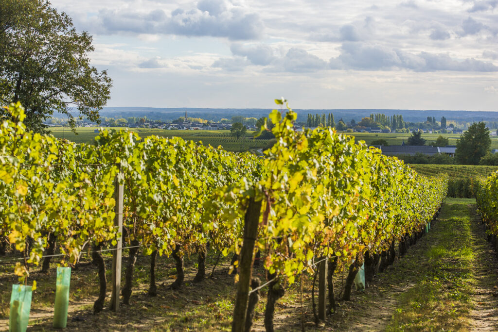 Vignoble de Saint Nicolas de Bourgueil