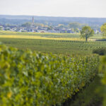 vignoble juin 2016 Saint Nicolas de Bourgueil