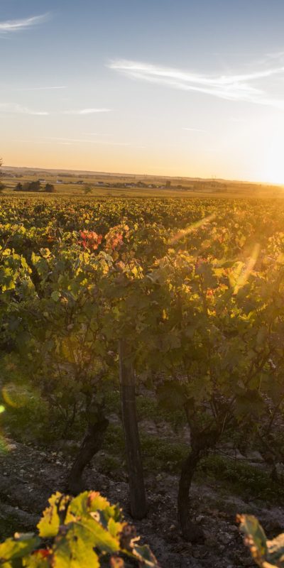 Coucher de soleil automnal dans le vignoble de Saint Nicolas de Bourgueil